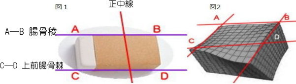 骨盤の説明図