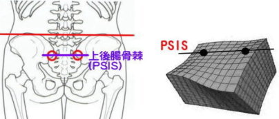 骨盤の仕組みについての解説２