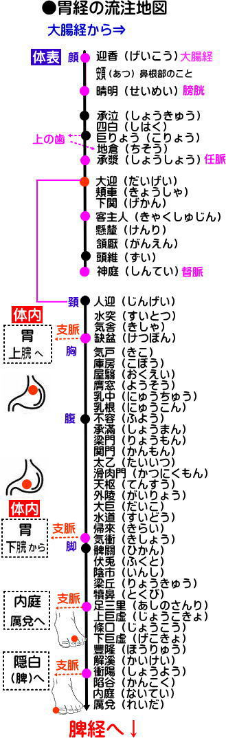 十四経発揮　足の陽明胃経の流注地図１