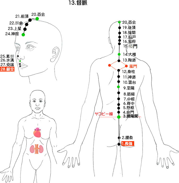 十四経発揮　任脈の流注図