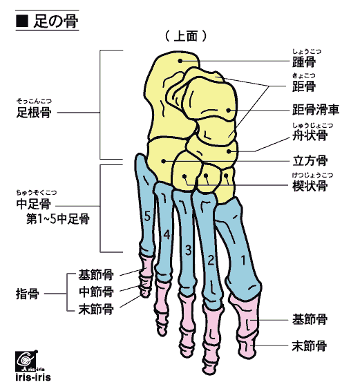 足の骨の名称