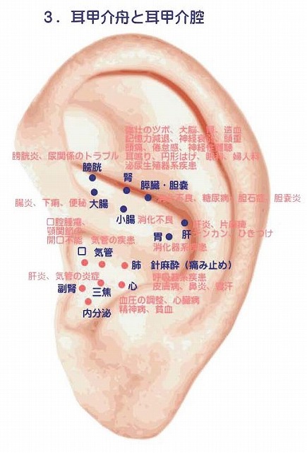 耳甲介舟と耳甲介腔