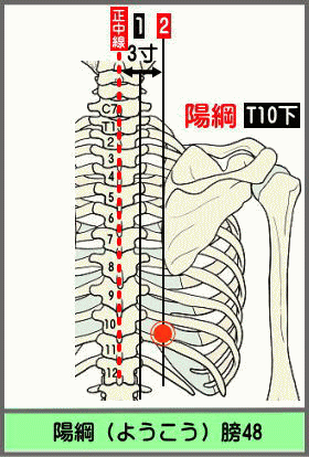 ツボ　ようこう