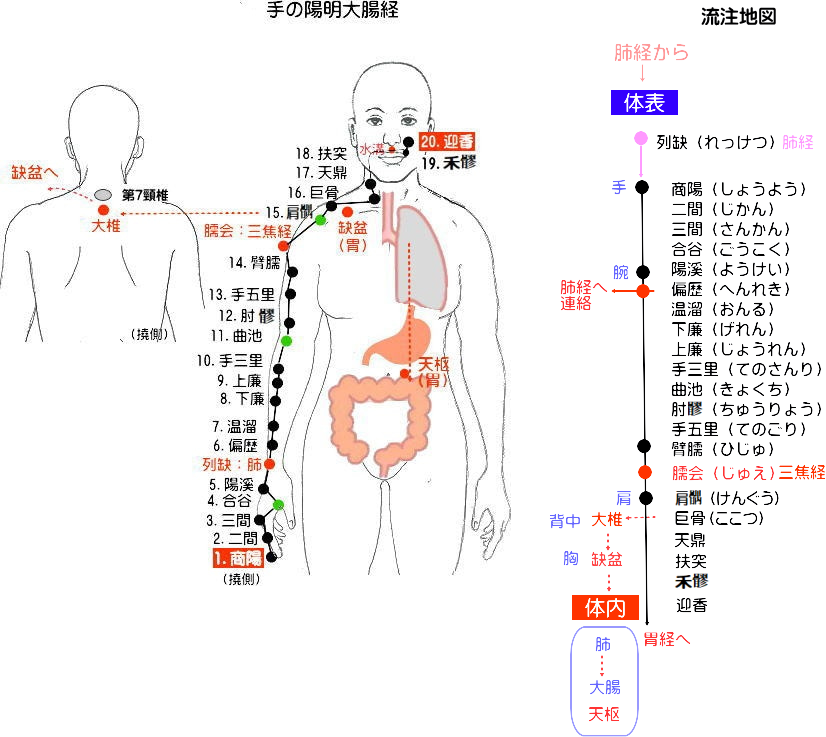 大腸経の経絡図