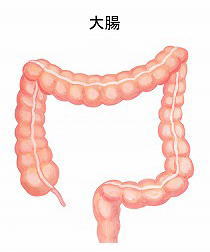 大腸のイラスト