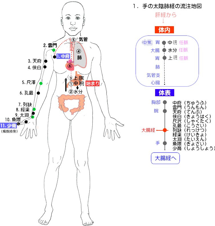 肺経の経絡図