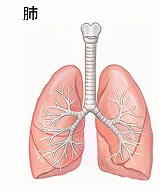 肺