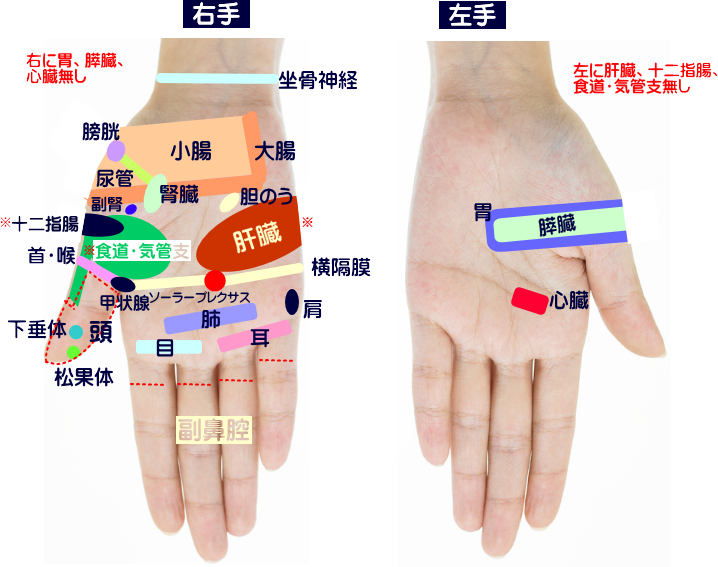 ハンドリフレクソロジーの手の分布図、手のひら