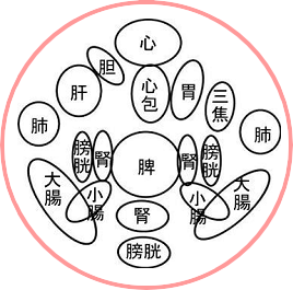 増永静人先生の経絡と腹の反応部位2