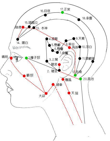 足の少陽胆経の流注図　頭部