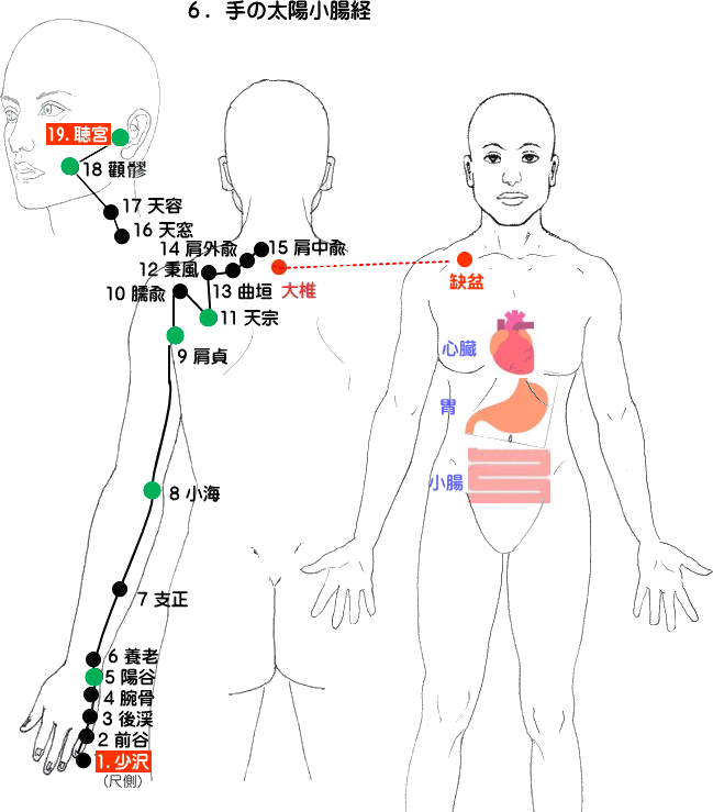 手の太陽小腸経の流注図