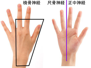 評価法　手の神経支配