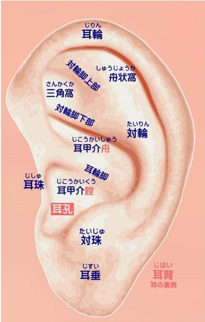 耳の解剖図