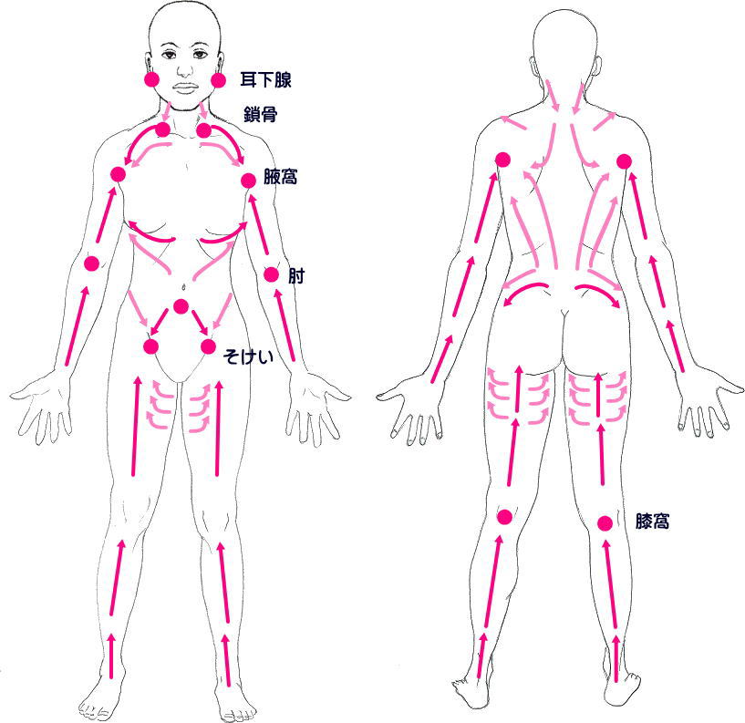 リンパドレナージュの図