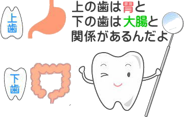 歯の経絡の説明図