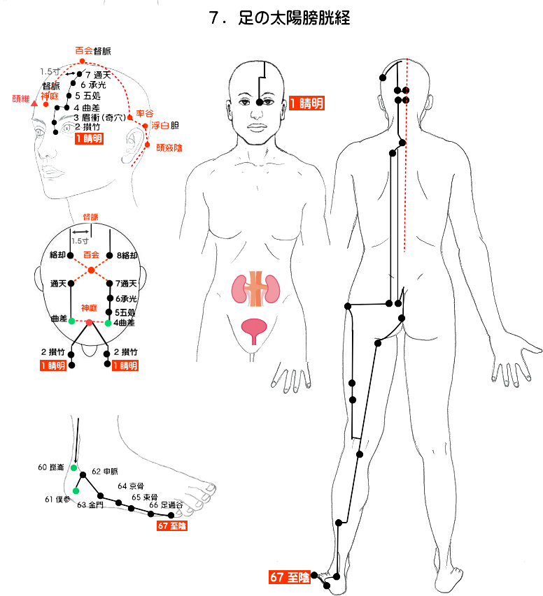 足の太陽膀胱経の経絡図