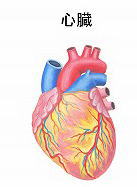 心臓のイラスト
