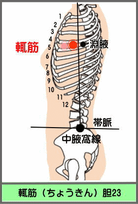 ツボ　ちょうきん