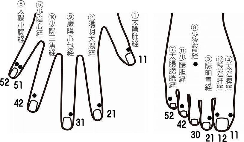手足の経絡